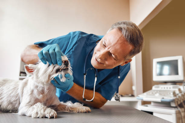 Best Walk-In Emergency Dental Services in Sulligent, AL